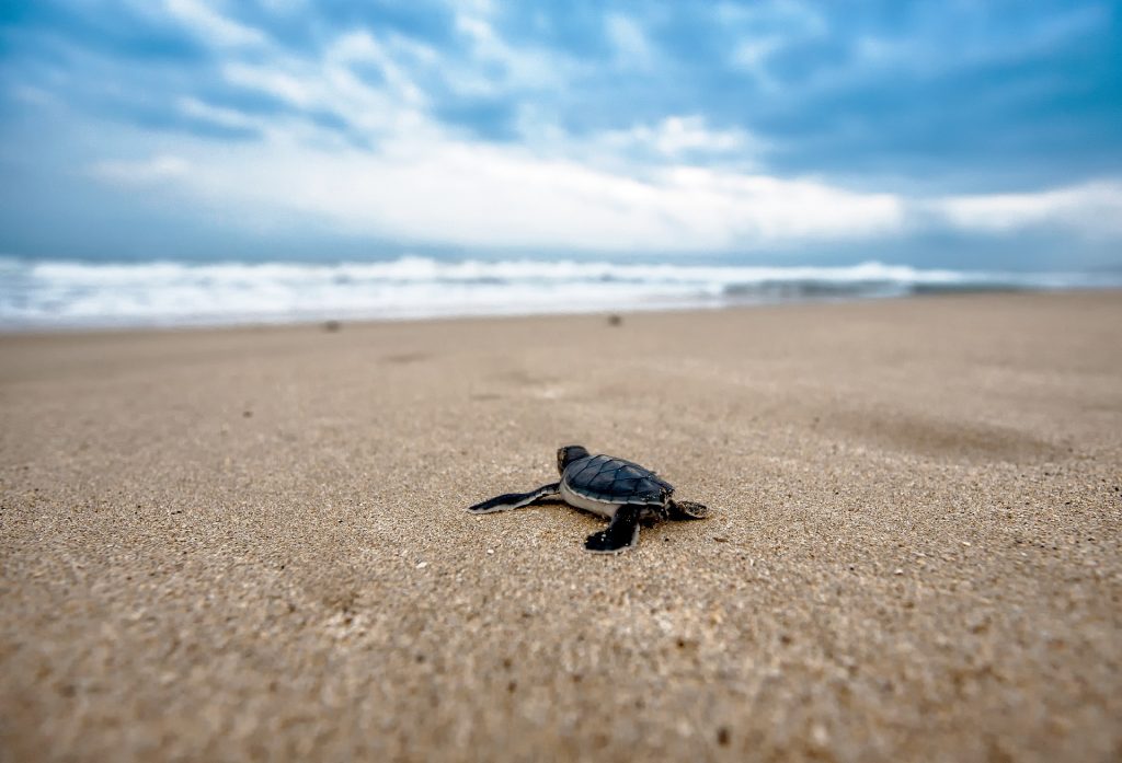 Release baby sea turtles in Bali