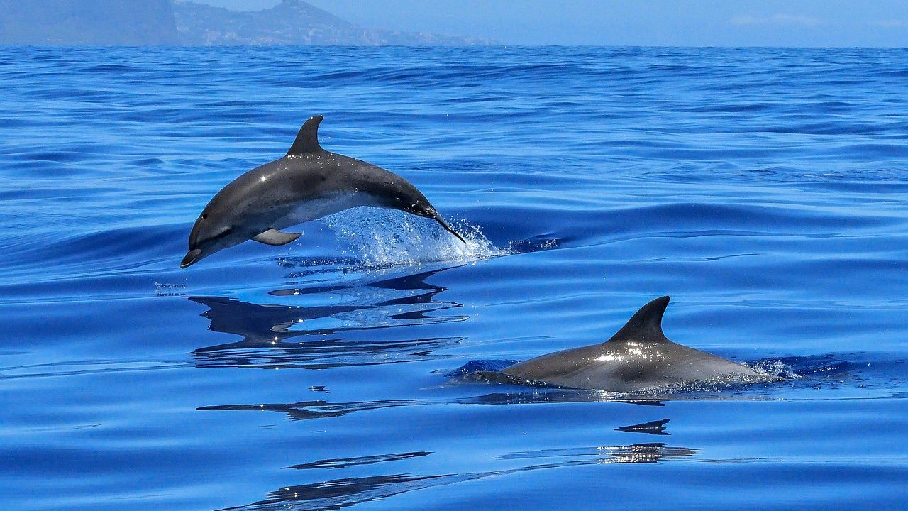 Swim with dolphins, Bali adventure