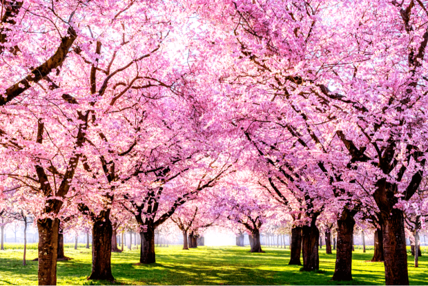 hanami cherry blossom