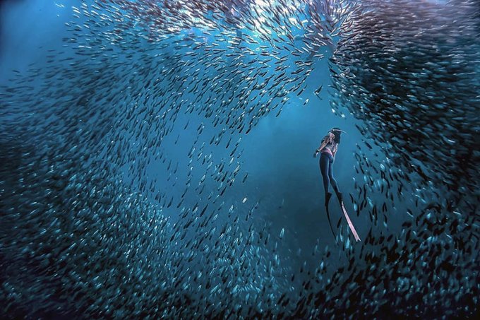 Moalboal sardine run